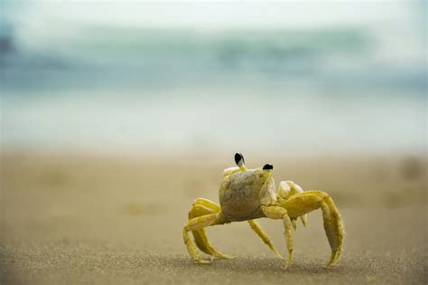 Crab Beach Free Photo On Pixabay Pixabay