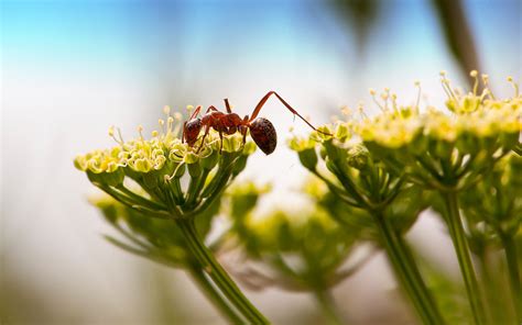 Wallpaper Sunlight Nature Grass Branch Green Yellow Pollen Blossom Leaf Flower Flora