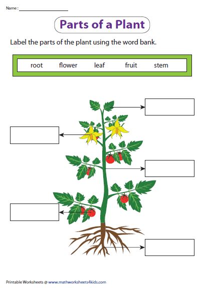 Parts Of Plants Worksheet For Ukg