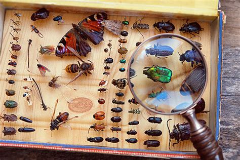 Entomology Natural Resource Education Projects H Uw Extension