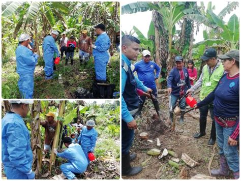 Productores Se Capacitan En Plagas De Control Oficial Y Priorizadas En