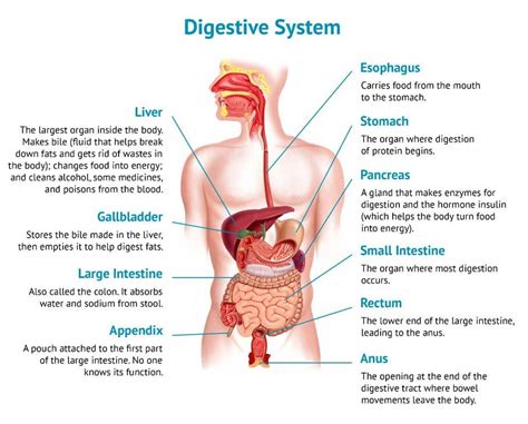 El Proceso Digestivo Cl Nica De Entrenador De Salud Quiropr Ctica