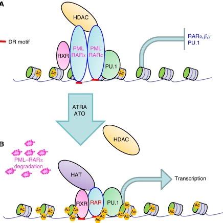 Model Of Pmlrar Binding A Pmlrar In Conjunction With Rxr And