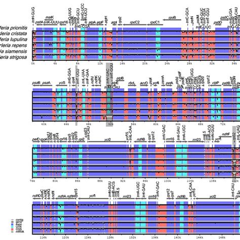 Sequence Alignment Comparison Of The Barleria Chloroplast Genome Using