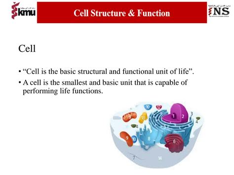 solution lecture  cell structure function studypool