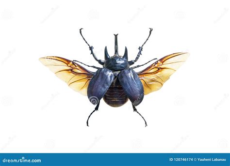 Exotic Large Beetle with Wings Isolated Stock Photo - Image of middle ...