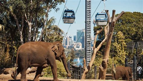 The Sky Safari is retiring | Taronga Conservation Society Australia