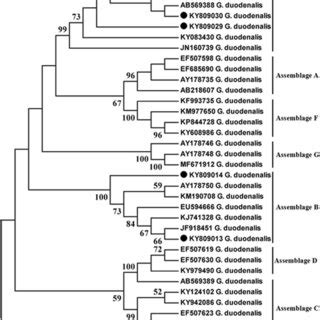 Phylogenetic Analysis Of G Duodenalis Based On Sequences Of The