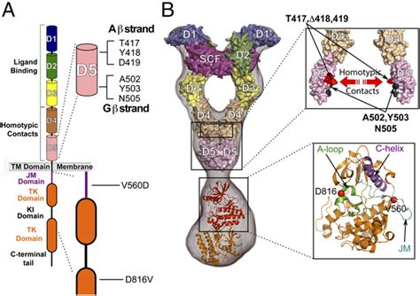 Location of the major oncogenic KIT mutations. (A) Schematic ...