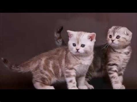 Клички для шотландских котят Правила выбора Часть 2 Имена для котят ...