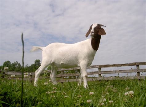 Joey: Brooklyn Goat Escapes Slaughter - Farm Sanctuary