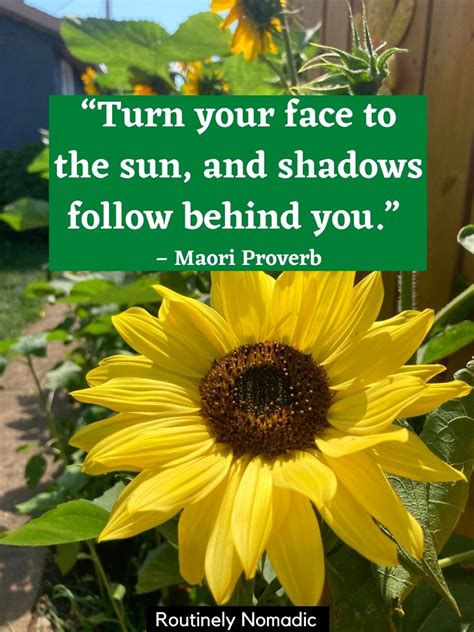 Sunflower Quotes Amazing Sunflower Sayings Routinely Nomadic