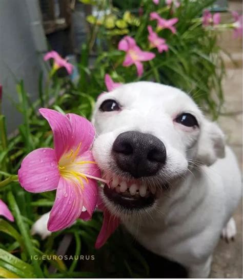 A White Dog Holding A Pink Flower In Its Mouth And Looking Up At The Camera