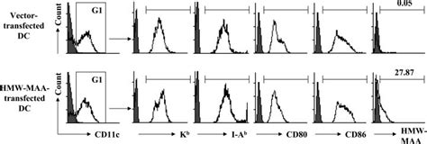 Flow Cytometry Analysis Of Surface Marker Expression On Download