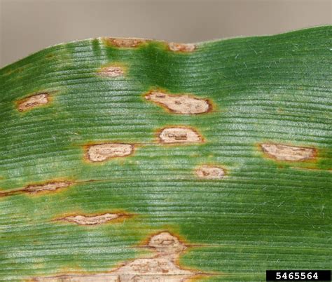 Common Corn Rust Puccinia Sorghi On Corn Zea Mays