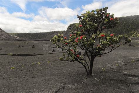 Red Ohia Lehua Tree Bush Big Island Hawaii Stock Image Image Of