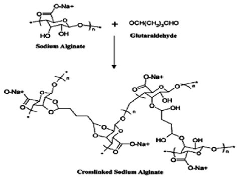 Schematic Chemical Structure Of Crosslinked Sa Download Scientific