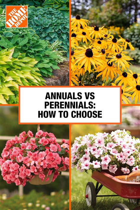 Annuals Vs Perennials Flower Garden Ideas In 2024 Annuals Vs