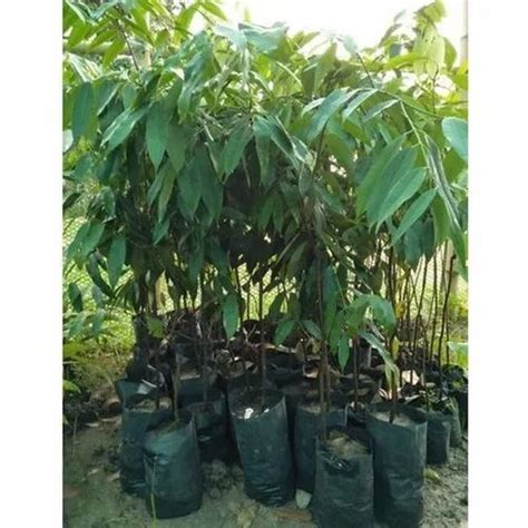 2 Feet Nahar Plant, For Plantation at ₹ 50 in Nagaon | ID: 22448102897