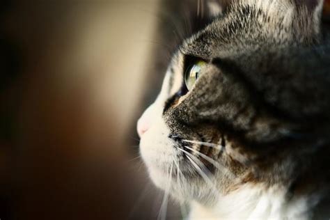 Cat Whiskers Spiritual Meaning: Enhanced Perception!