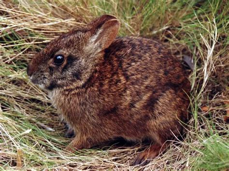 Lower Keys Marsh Rabbit Its Nature