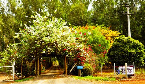 Vinhedos no Cerrado de Goiás Surpresas Vinhos Tintos Premiados de