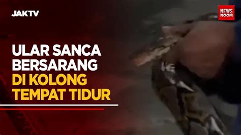 Ular Sanca Bersarang Di Kolong Tempat Tidur Youtube