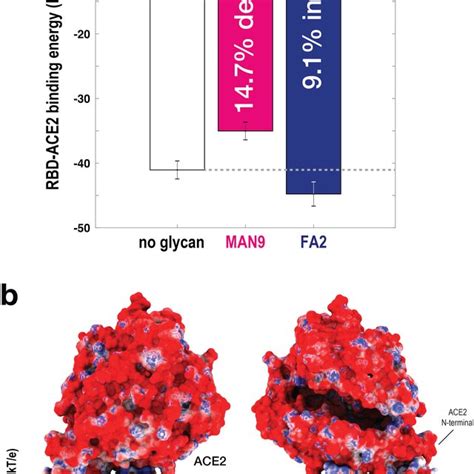 Rbd Ace2 Binding Affinity Is Glycan Dependent A To Evaluate The