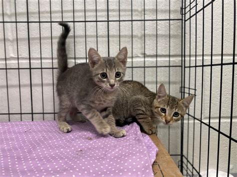 Cats rescued from Hurricane Ian ready for new homes | ABC6