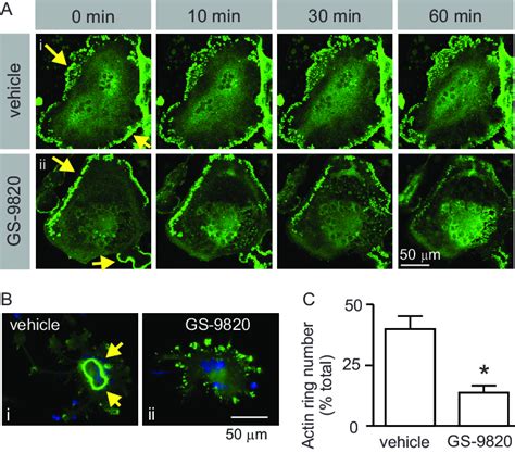 Inhibition Of Pi K Causes Disruption Of Actin Cytoskeleton A