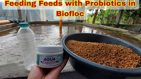 How To Ferment Feeds With Probiotics For Tilapia In Biofloc Youtube