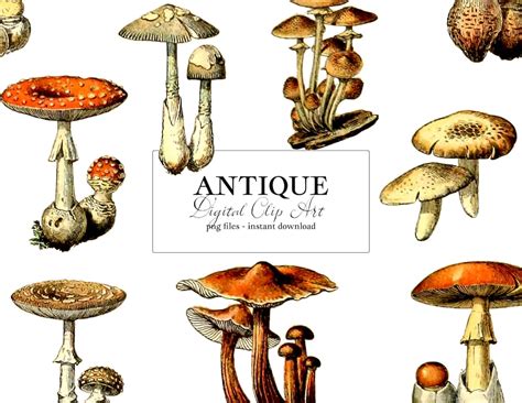 Antique Mushrooms Clip Art Vintage Mushroom Digital Clipart Etsy