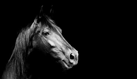 Black Horse Wallpapers - 4k, HD Black Horse Backgrounds on WallpaperBat