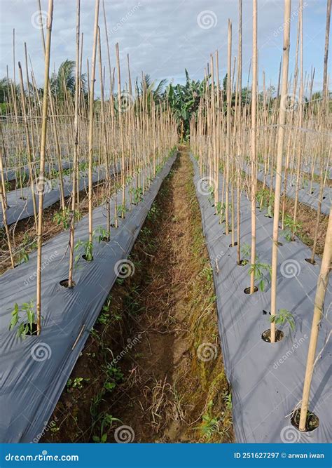 The Process Of Growing Grapes In Pits. Mulching Grapes Royalty-Free