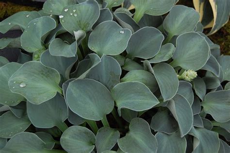 Hosta 'Blue Mouse Ears' - Riverside Garden Centre