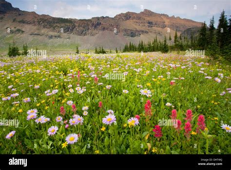 Flower Meadows At Fifty Mountain Below Mt Kipp In Glacier National