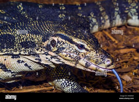 Many Reptiles Hi Res Stock Photography And Images Alamy