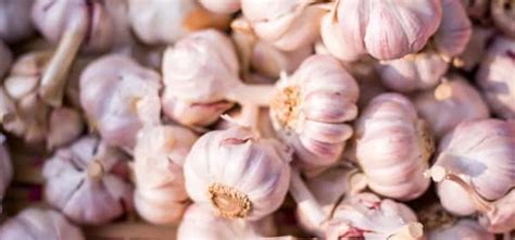 11 Proven Health Benefits Of Garlic