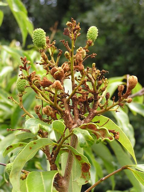 Flickriver Photoset Erinose Mites On Lychee By Plant Pests And Diseases