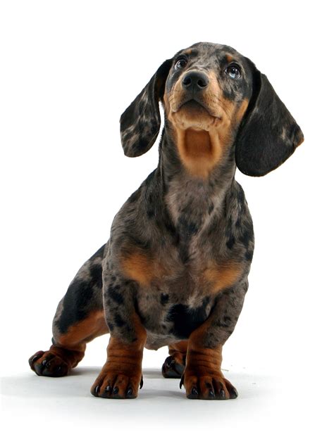 Dachshund Puppies Breed information & Puppies for Sale