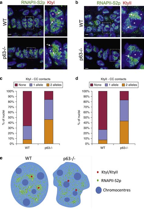 P63 Transcription Factor Regulates Nuclear Shape And Expression Of