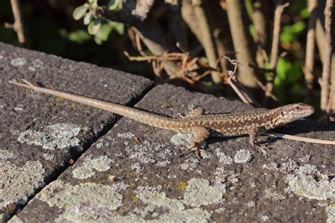 The Common Wall Lizard, European Wall Lizard (Podarcis Muralis) in a ...