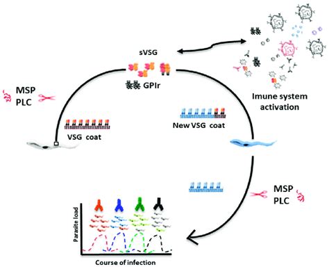 Mechanism Of VSG Release In Trypanosome Brucei Trypanosomes Avoid