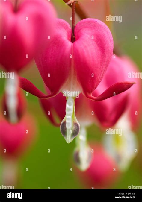 Watering Heart Dicentra Spectabilis Lyre Flower Dicentra