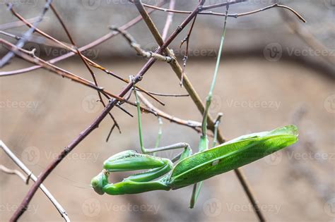 Giant African Mantis, Sphodromantis viridis 20115476 Stock Photo at ...