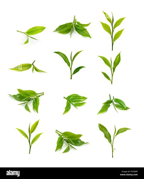 Green Tea Leaf Isolated On White Background Stock Photo Alamy