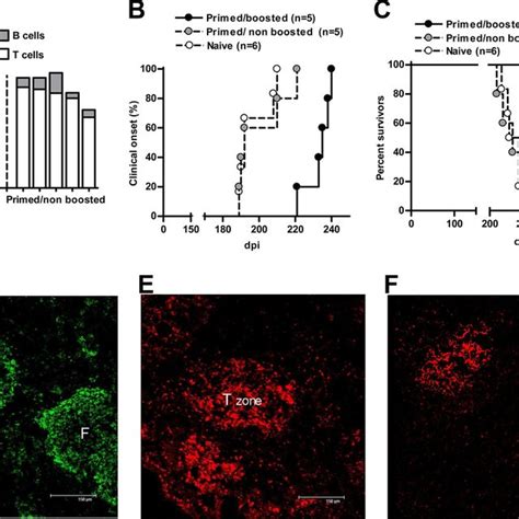 Rag Mice Transferred With Prp Primed And Boosted Total Spleen Cells