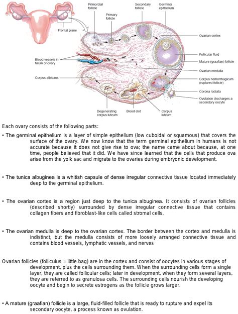 Ovaries Structure