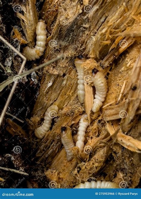 Mealworm Larvae Tenebrio Molitor Pest Worm Larva White On Grain Wheat