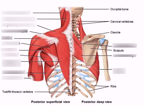 Muscles Of Upper Body Posterior View Diagram Quizlet